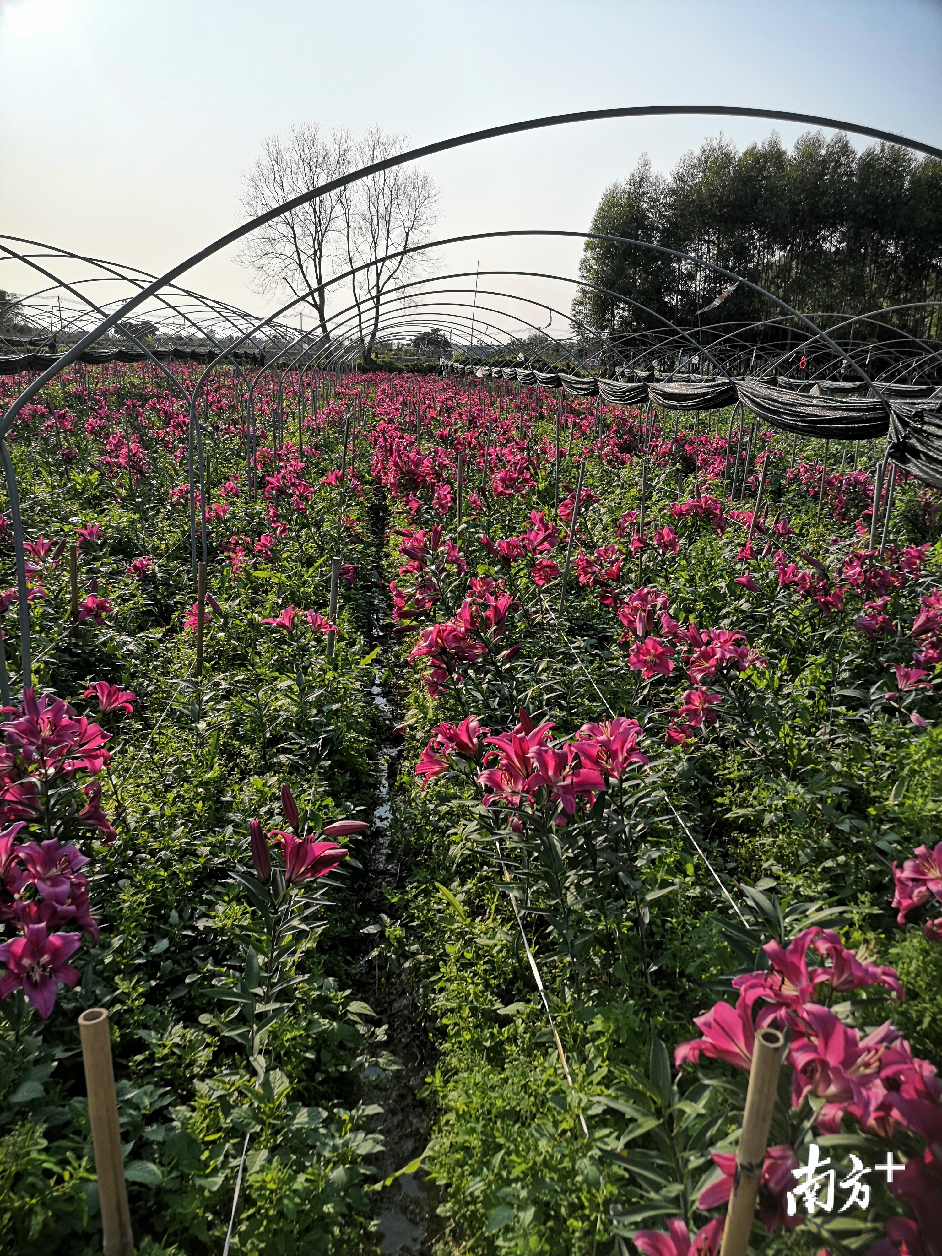 博罗这片百合花海躲过寒流,大量优质花卉急售
