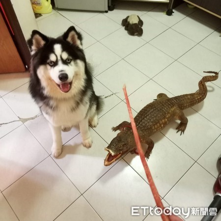 哈士奇咬鳄鱼,哈士奇被鳄鱼吃