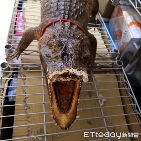 哈士奇咬鳄鱼,哈士奇被鳄鱼吃