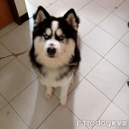 哈士奇咬鳄鱼,哈士奇被鳄鱼吃