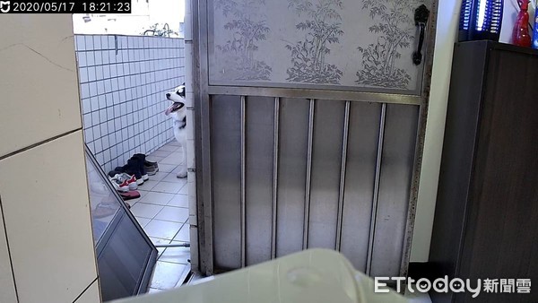 哈士奇咬鳄鱼,哈士奇被鳄鱼吃