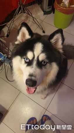 哈士奇咬鳄鱼,哈士奇被鳄鱼吃