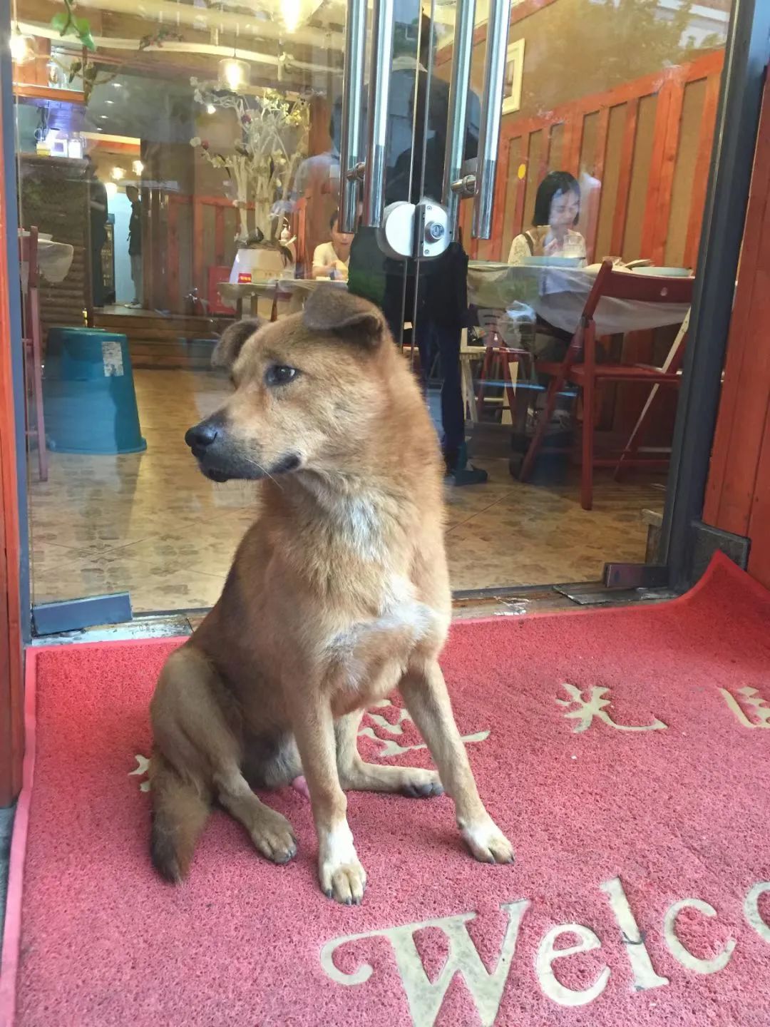 让成都的花胶鲍鱼鸡一姐，给你们讲哈小红袍的故事