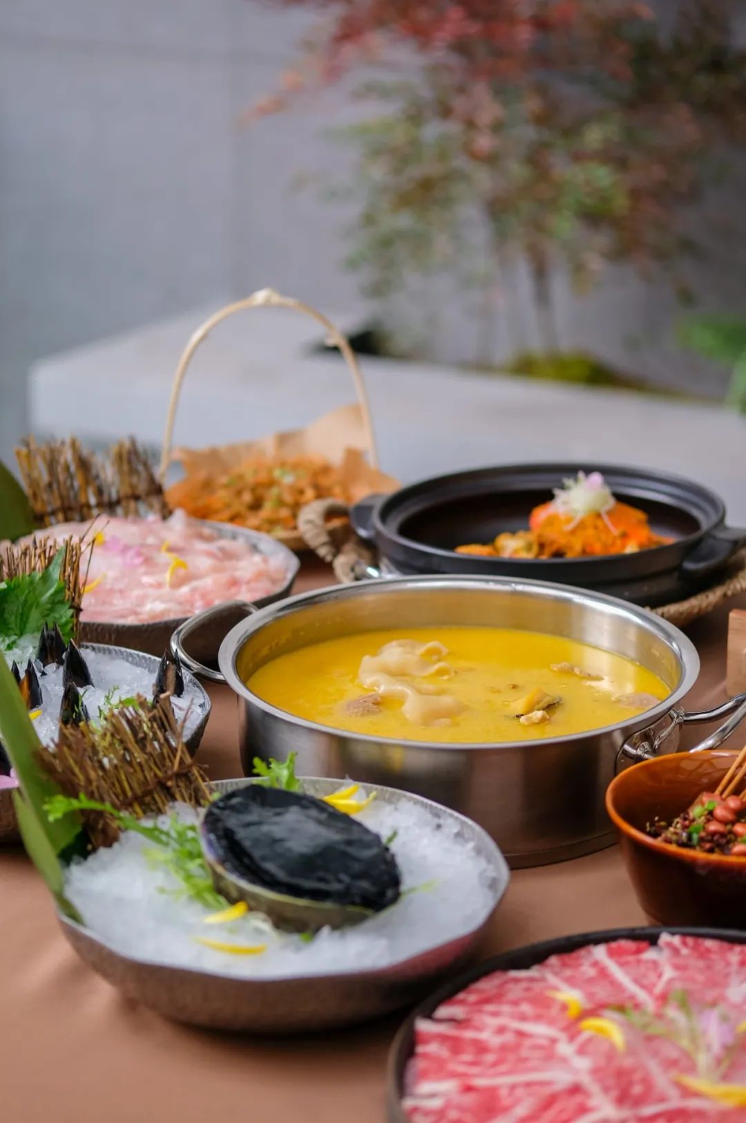 让成都的花胶鲍鱼鸡一姐，给你们讲哈小红袍的故事