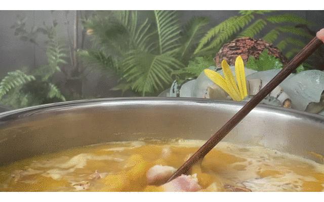 让成都的花胶鲍鱼鸡一姐，给你们讲哈小红袍的故事