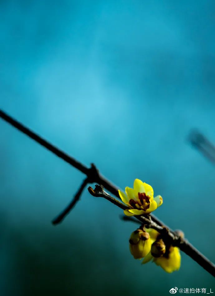谁说冬日百花羞？这里的腊梅一枝独秀！