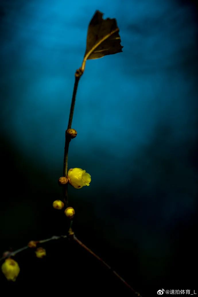 谁说冬日百花羞？这里的腊梅一枝独秀！