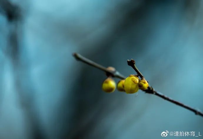 谁说冬日百花羞？这里的腊梅一枝独秀！