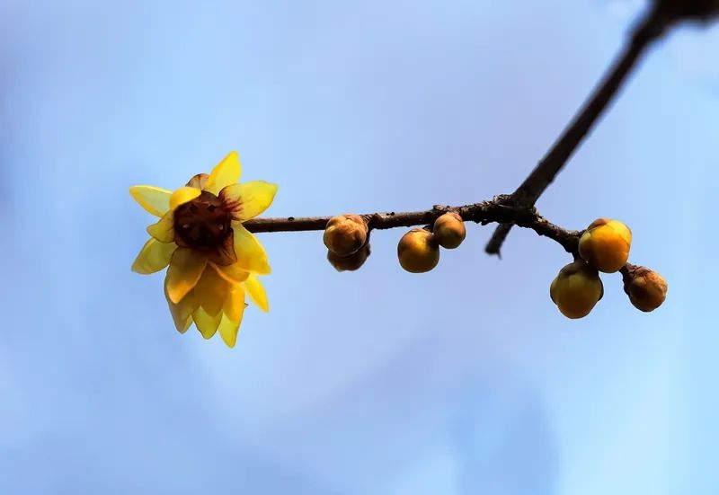 谁说冬日百花羞？这里的腊梅一枝独秀！