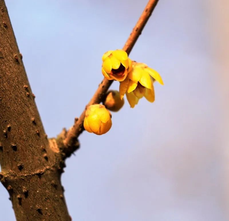 谁说冬日百花羞？这里的腊梅一枝独秀！
