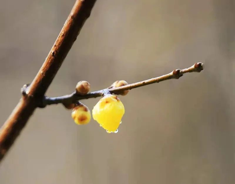 谁说冬日百花羞？这里的腊梅一枝独秀！