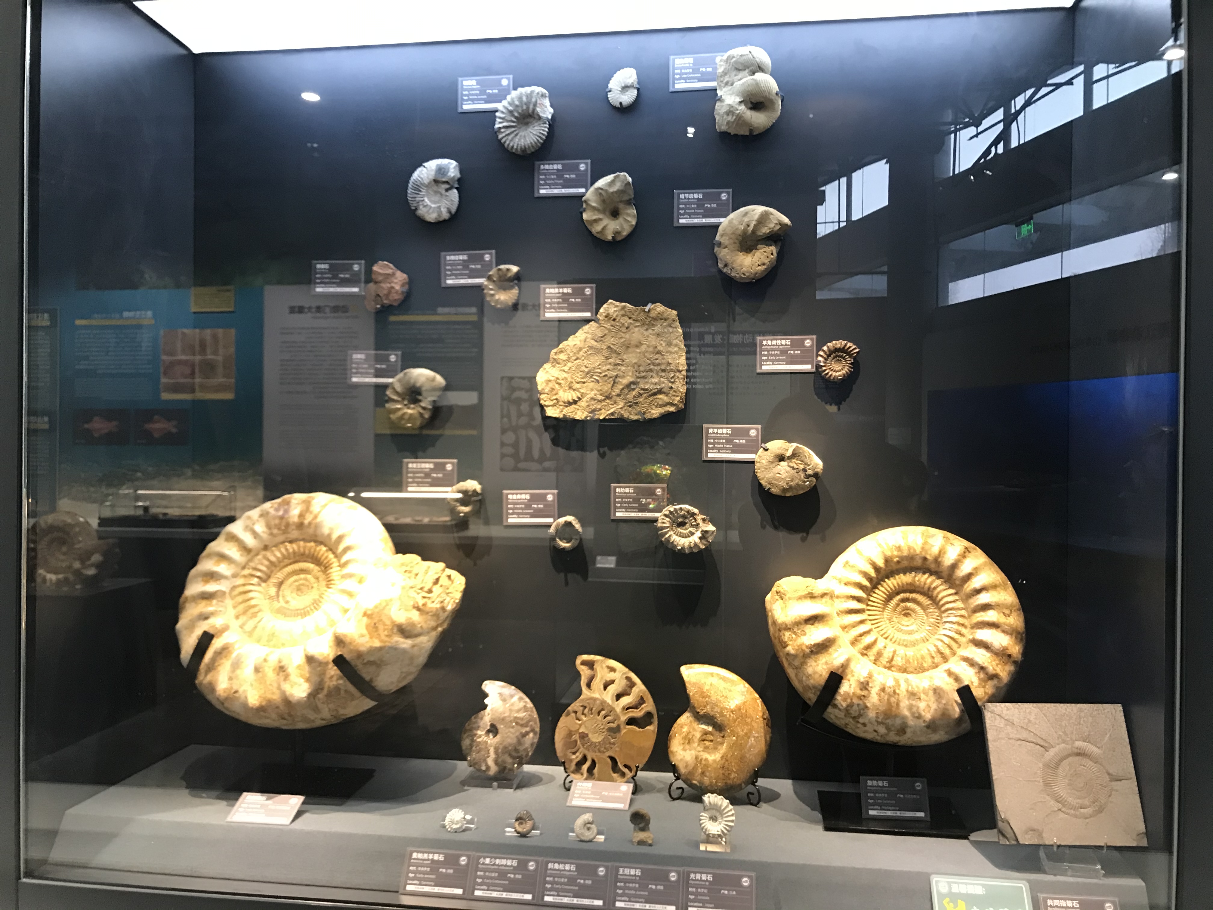 南京古生物博物馆6亿年海绵化石,南京地质博物馆恐龙化石要预约吗