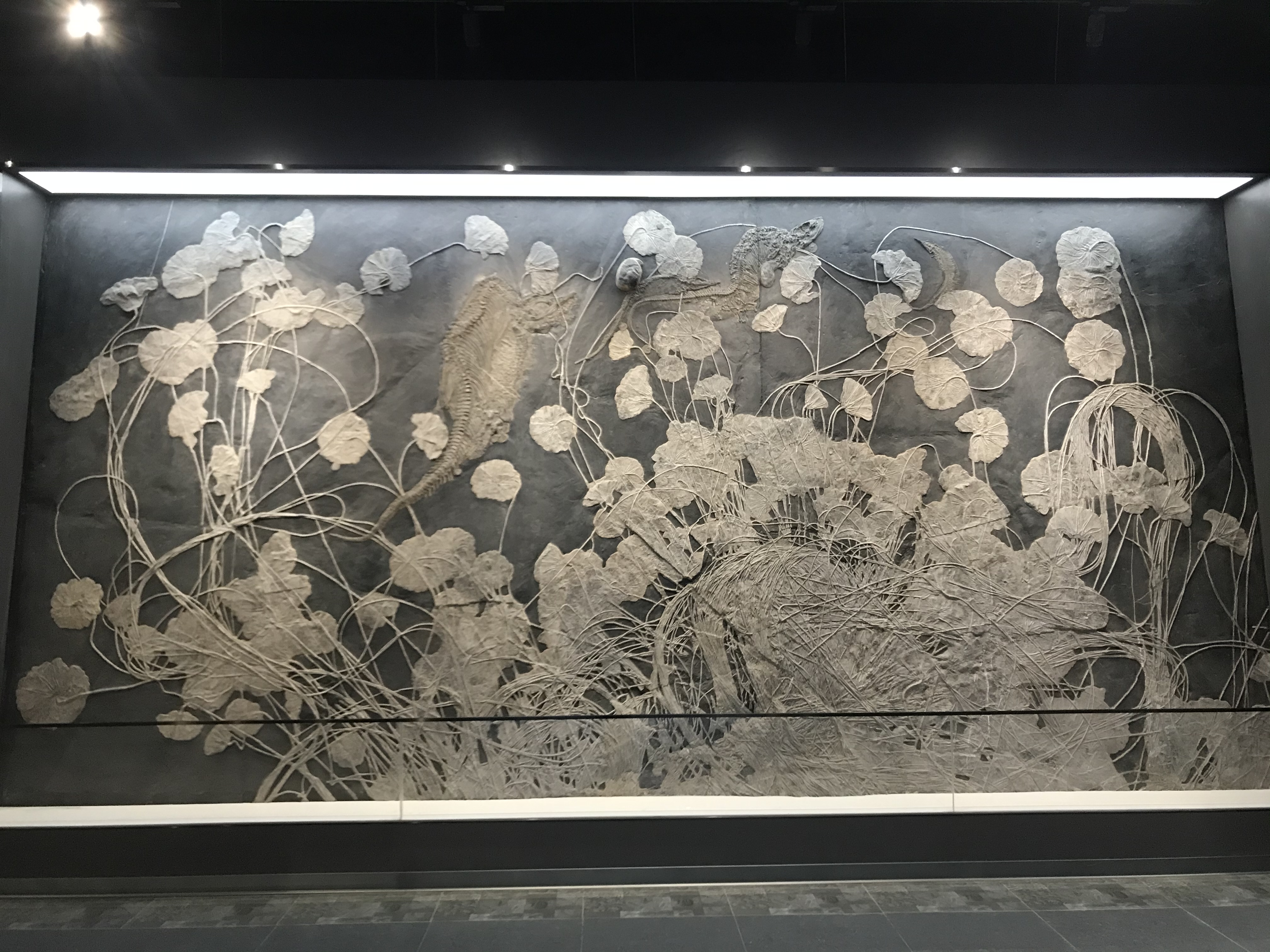 南京古生物博物馆6亿年海绵化石,南京地质博物馆恐龙化石要预约吗