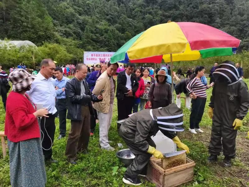 贵州黄平：林下经济产业旺，唱响“山”歌增收曲