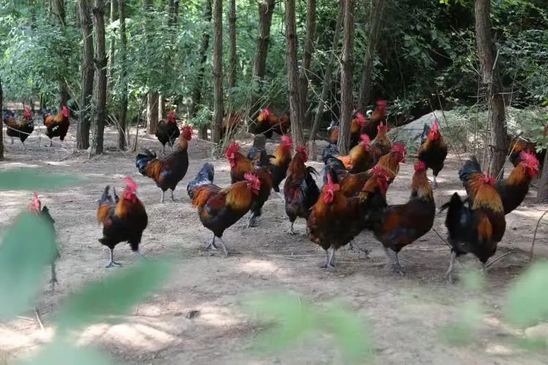 贵州黄平：林下经济产业旺，唱响“山”歌增收曲