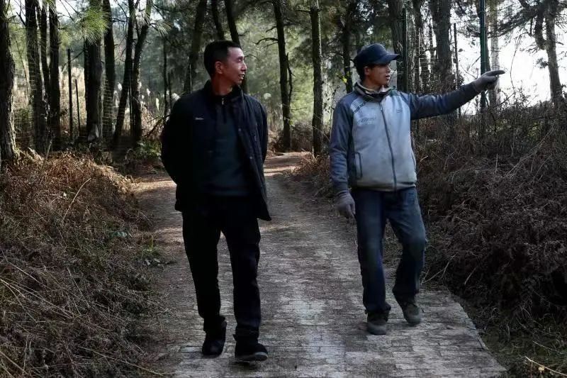 贵州黄平：林下经济产业旺，唱响“山”歌增收曲