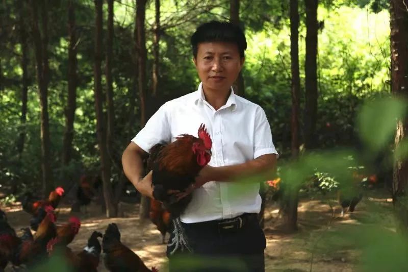 贵州黄平：林下经济产业旺，唱响“山”歌增收曲