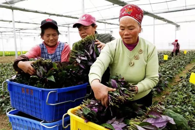 贵州黄平：林下经济产业旺，唱响“山”歌增收曲