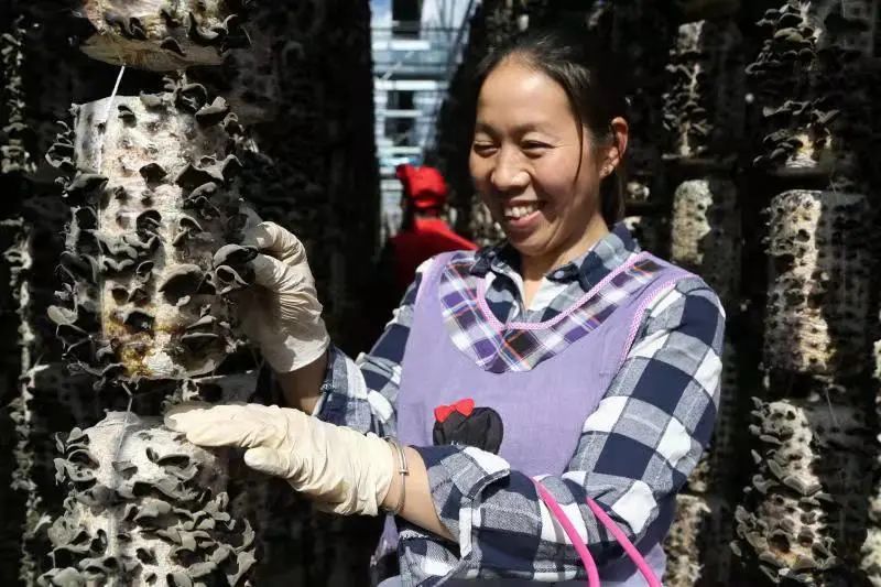 贵州黄平：林下经济产业旺，唱响“山”歌增收曲