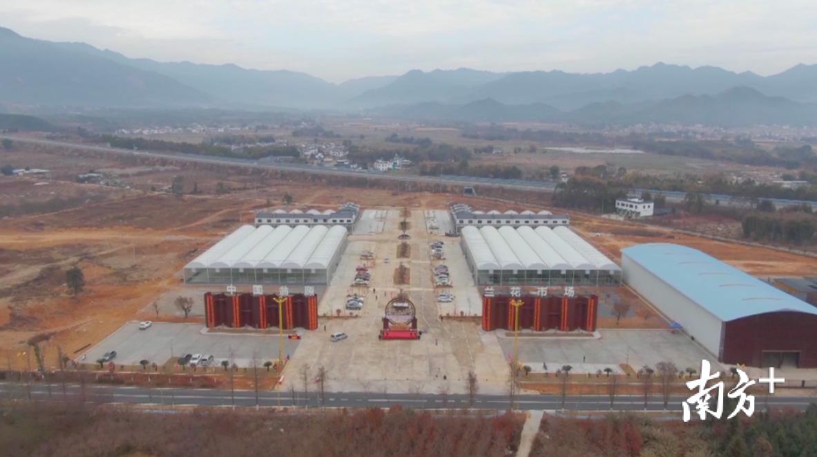 翁源兰花批发基地,翁源县兰花市场