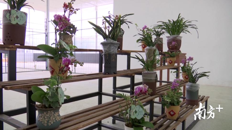 翁源兰花批发基地,翁源县兰花市场