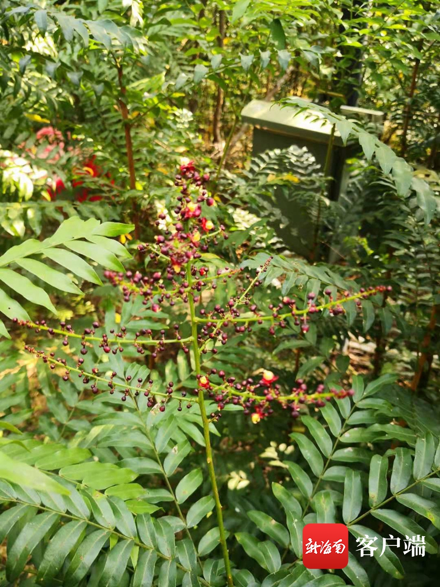 海南省濒临灭绝药用植物,海南已经灭绝的珍稀名木