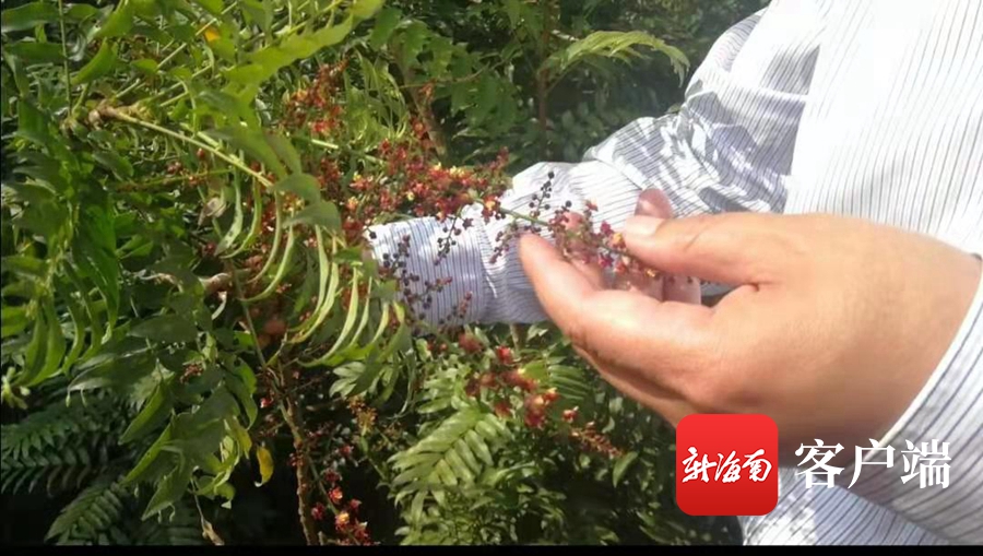 海南省濒临灭绝药用植物,海南已经灭绝的珍稀名木