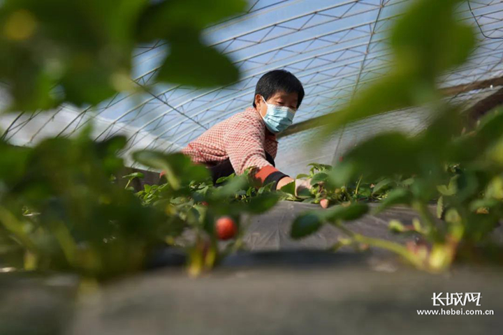 河北怀来草莓种植大棚,河北易县草莓种植基地