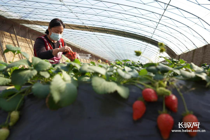 河北怀来草莓种植大棚,河北易县草莓种植基地