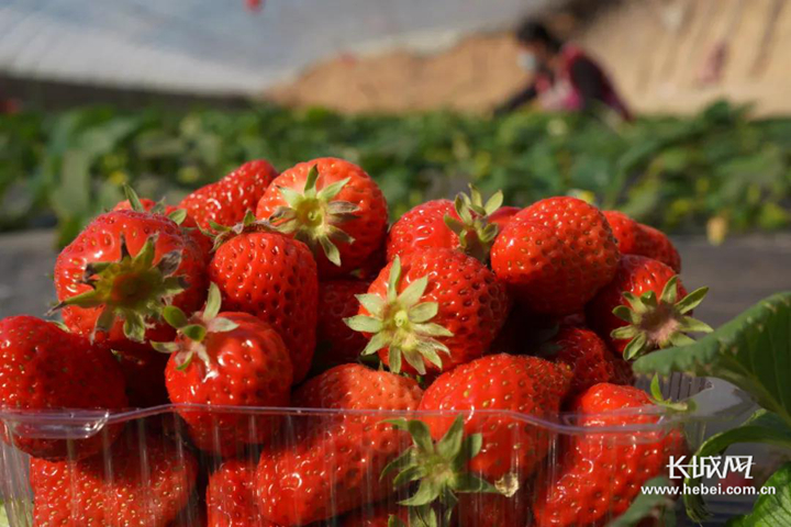河北怀来草莓种植大棚,河北易县草莓种植基地