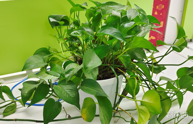 iQOO7深度体验：骁龙888尚有“余力”，120W快充颠覆习惯