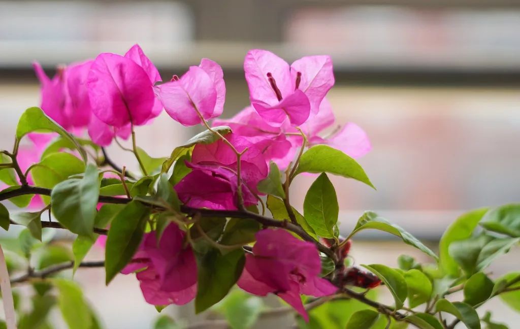 植物被冻了怎么救活,冻伤的植物还能活过来吗