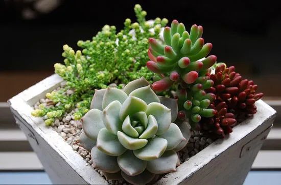 植物被冻了怎么救活,冻伤的植物还能活过来吗