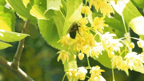 长白山椴树雪蜜礼盒,长白山农家椴树蜜