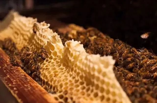 长白山椴树雪蜜礼盒,长白山农家椴树蜜