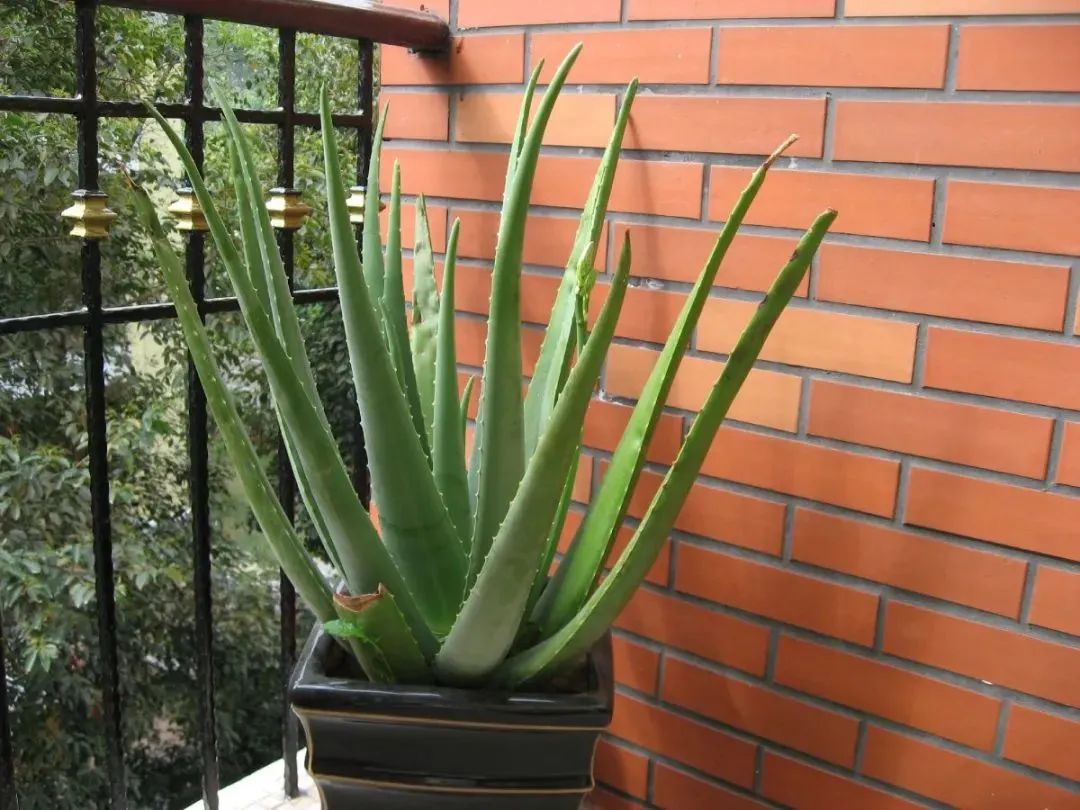 植物被冻了怎么救活,冻伤的植物还能活过来吗