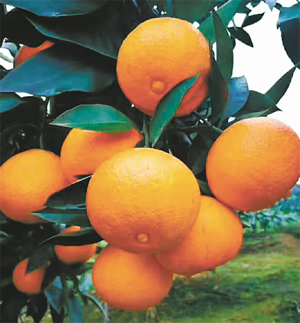 分享姐跨界做微商,分享姐跨界创业