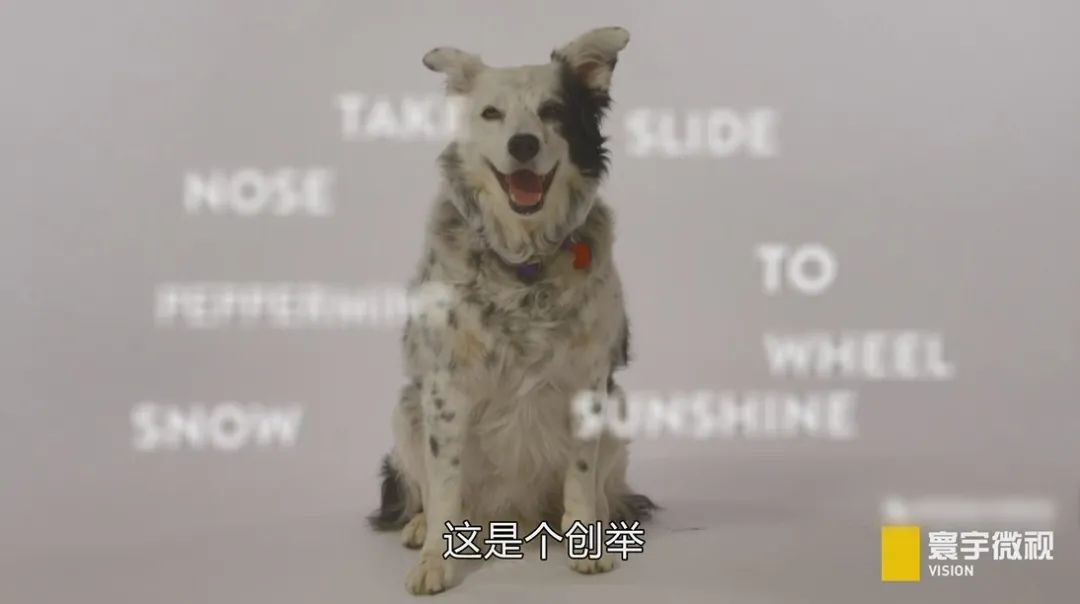 狗狗能记住的单词,狗狗的英文单词是什么