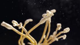 最简单的食材也能勾起最大的食欲,简单的食材也能让人瞬间很有食欲