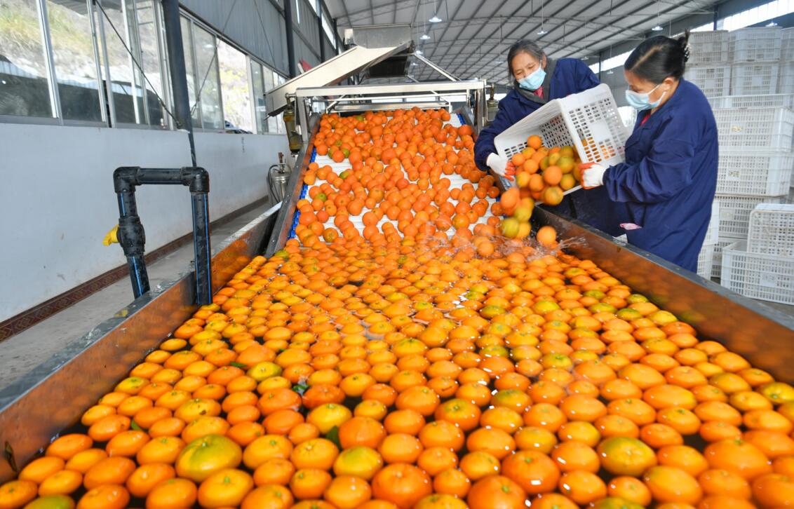 巩固脱贫攻坚成果与乡村振兴衔接,巩固扶贫成果助力农户致富奔小康