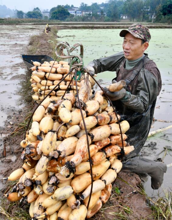 巩固脱贫攻坚成果与乡村振兴衔接,巩固扶贫成果助力农户致富奔小康
