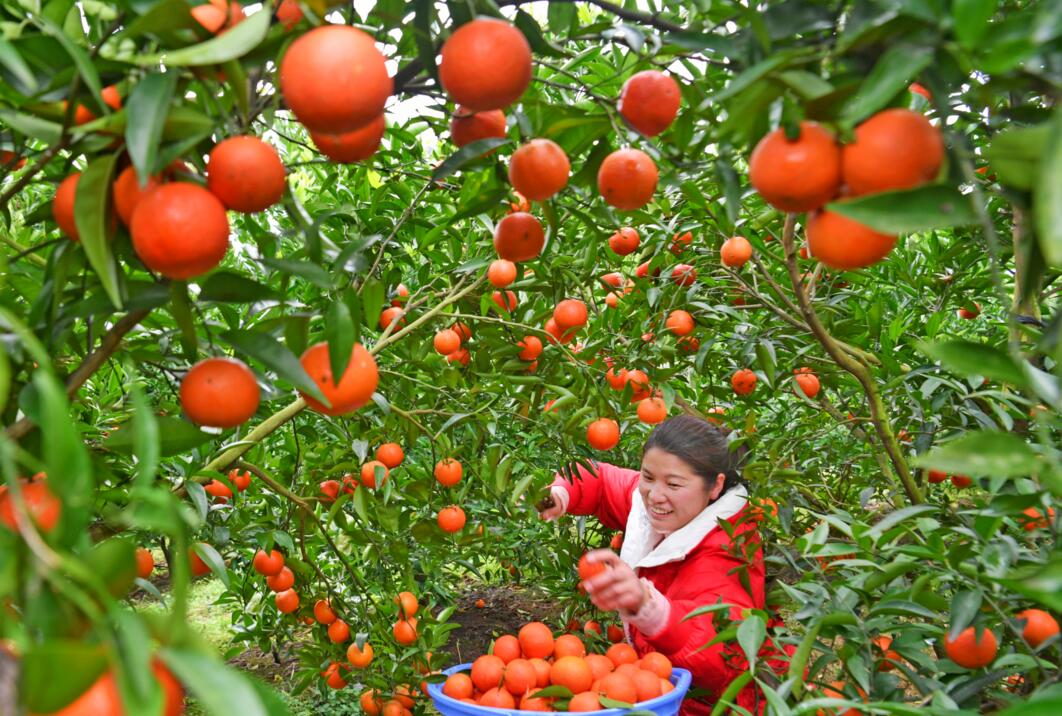 巩固脱贫攻坚成果与乡村振兴衔接,巩固扶贫成果助力农户致富奔小康