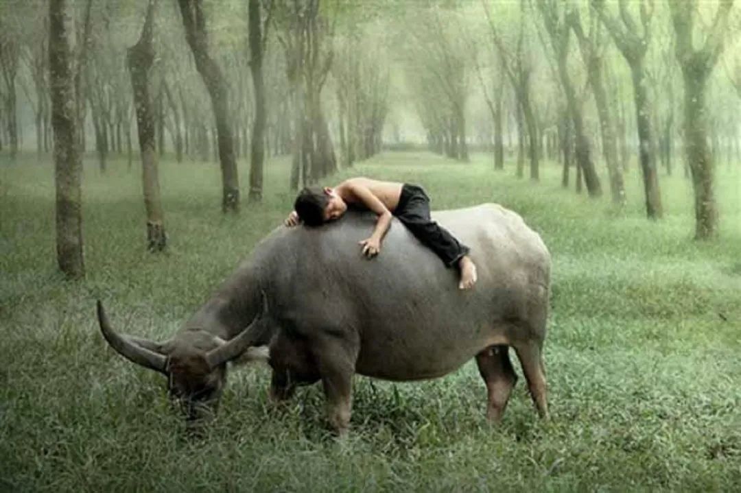 牛年含义好的字,牛年牛的意思和含义