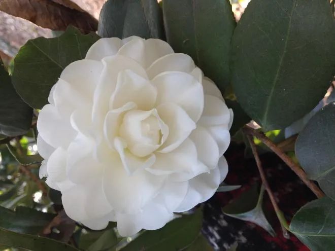 千姿百媚的山茶,千姿百媚的山茶图片