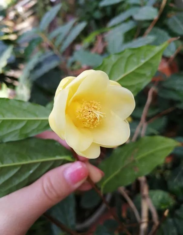 千姿百媚的山茶,千姿百媚的山茶图片