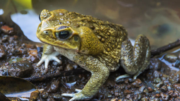 误把满肚子卵的蟾蜍当石蛙煮食,衢州一老太中毒身亡