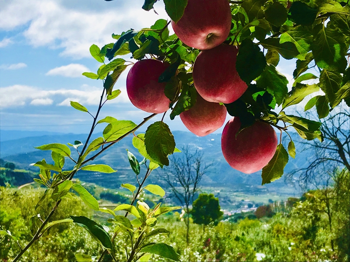 借船出海破茧成蝶新时期乡村振兴的农产业经济发展新模式“西物优品”落户静宁一石激起千重浪
