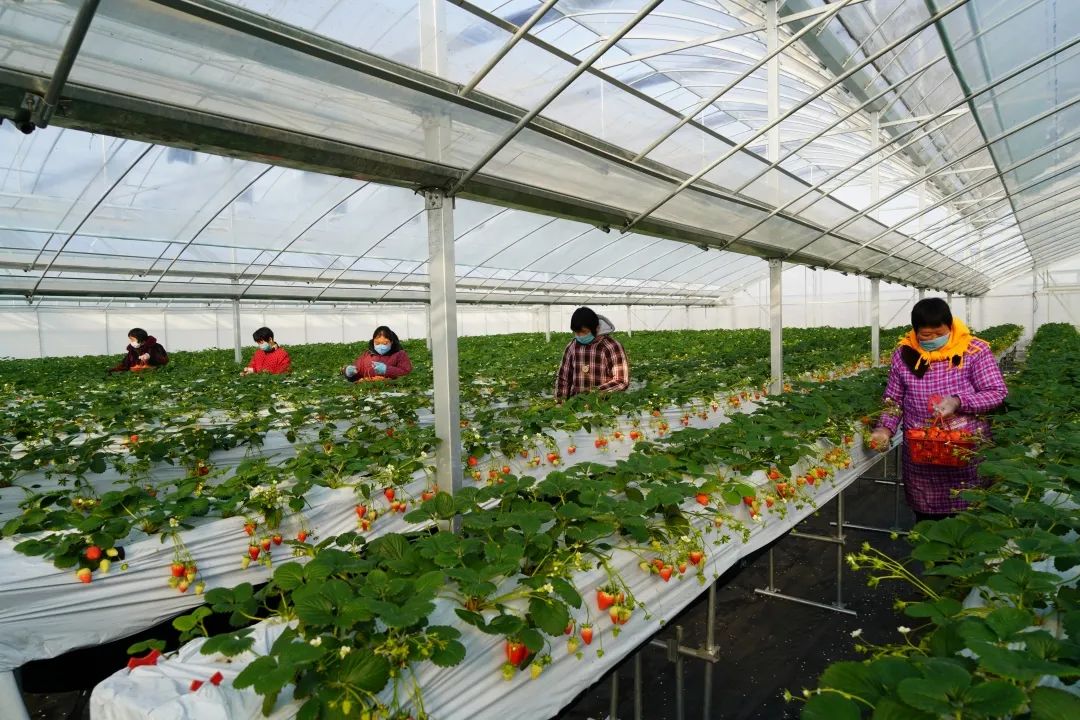 带你看盐城风景,牛年看牛展2021新春展等你来打卡