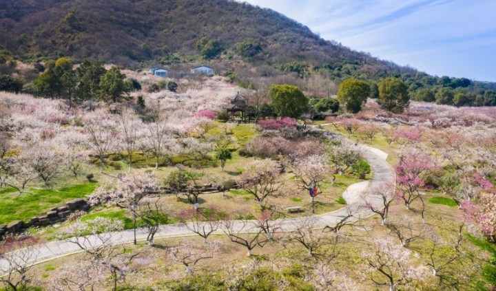 杭州赏梅花的最佳景点在哪里,杭州西湖孤山梅花初绽引游人