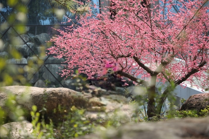 杭州赏梅花的最佳景点在哪里,杭州西湖孤山梅花初绽引游人